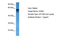 Choline dehydrogenase Antibody, Novus Biologicals 100 &mu;L; Unconjugated:Antibodies,